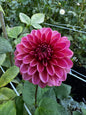 Salmon Runner Dahlia Tuber