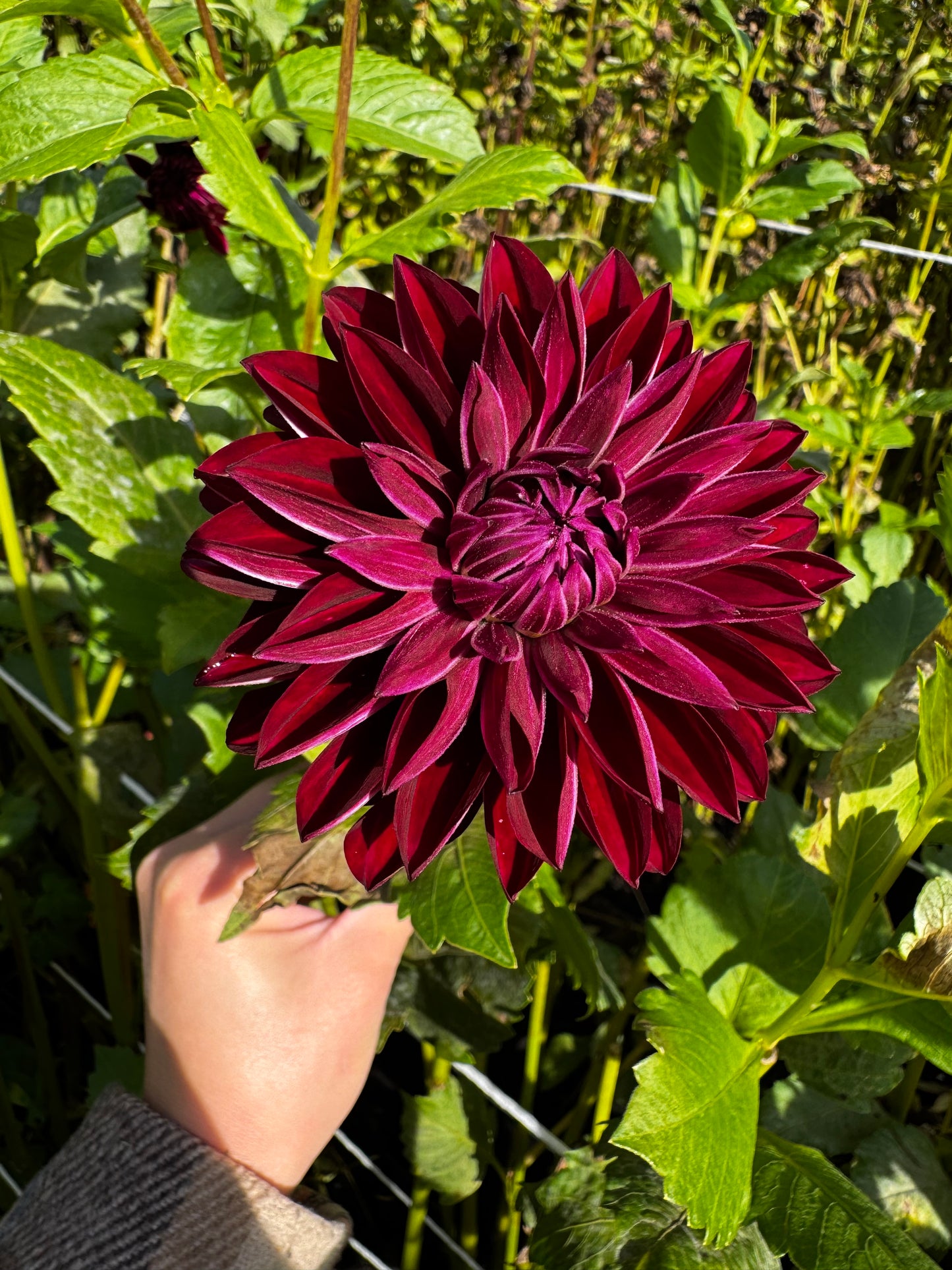 Nighty Night Dahlia Tuber