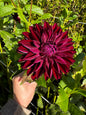 Nighty Night Dahlia Tuber