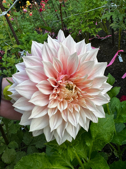 Cafe Au Lait Royal Dahlia Tuber