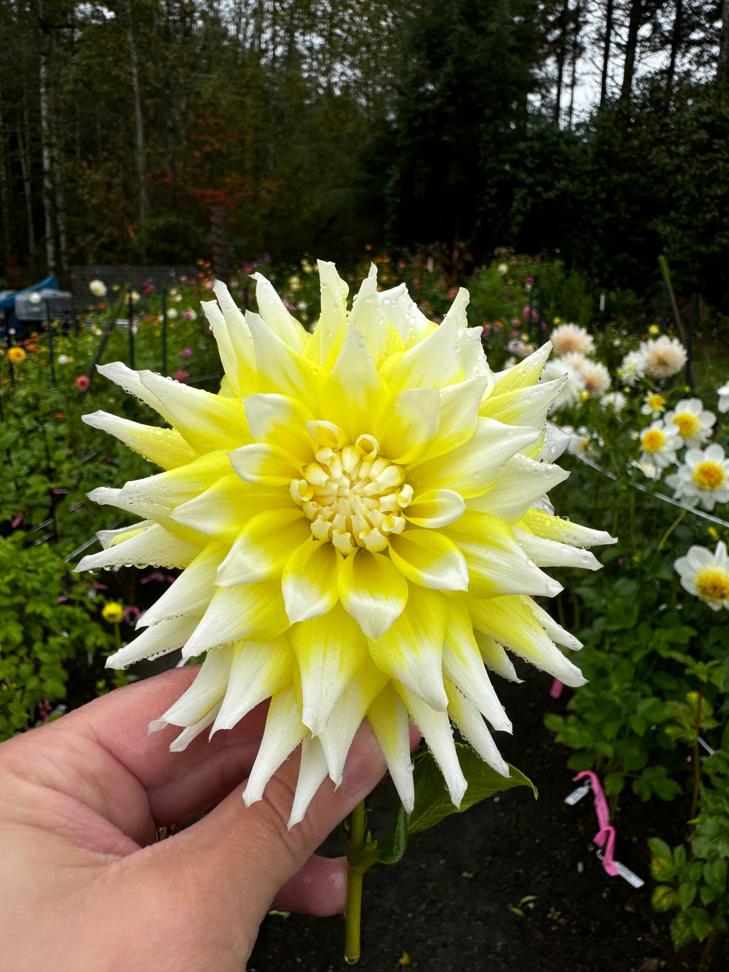 Lemon Merangue Dahlia Tuber
