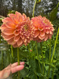 Peachy Parade Dahlia Tuber