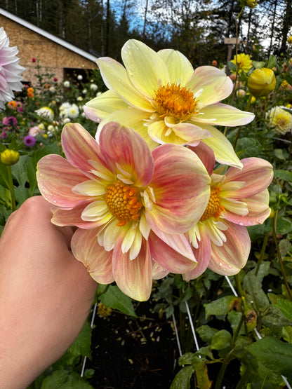 April Heather Dahlia Tuber