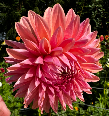 Scaur Swinton Dahlia Tuber