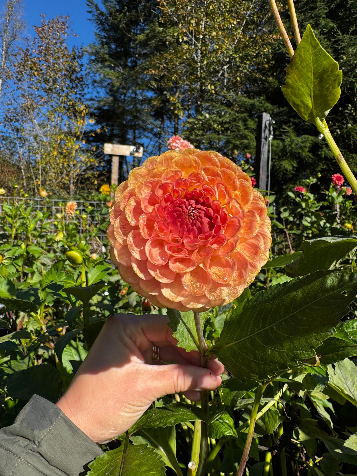 20th Ave Softer Peach Dahlia Tuber