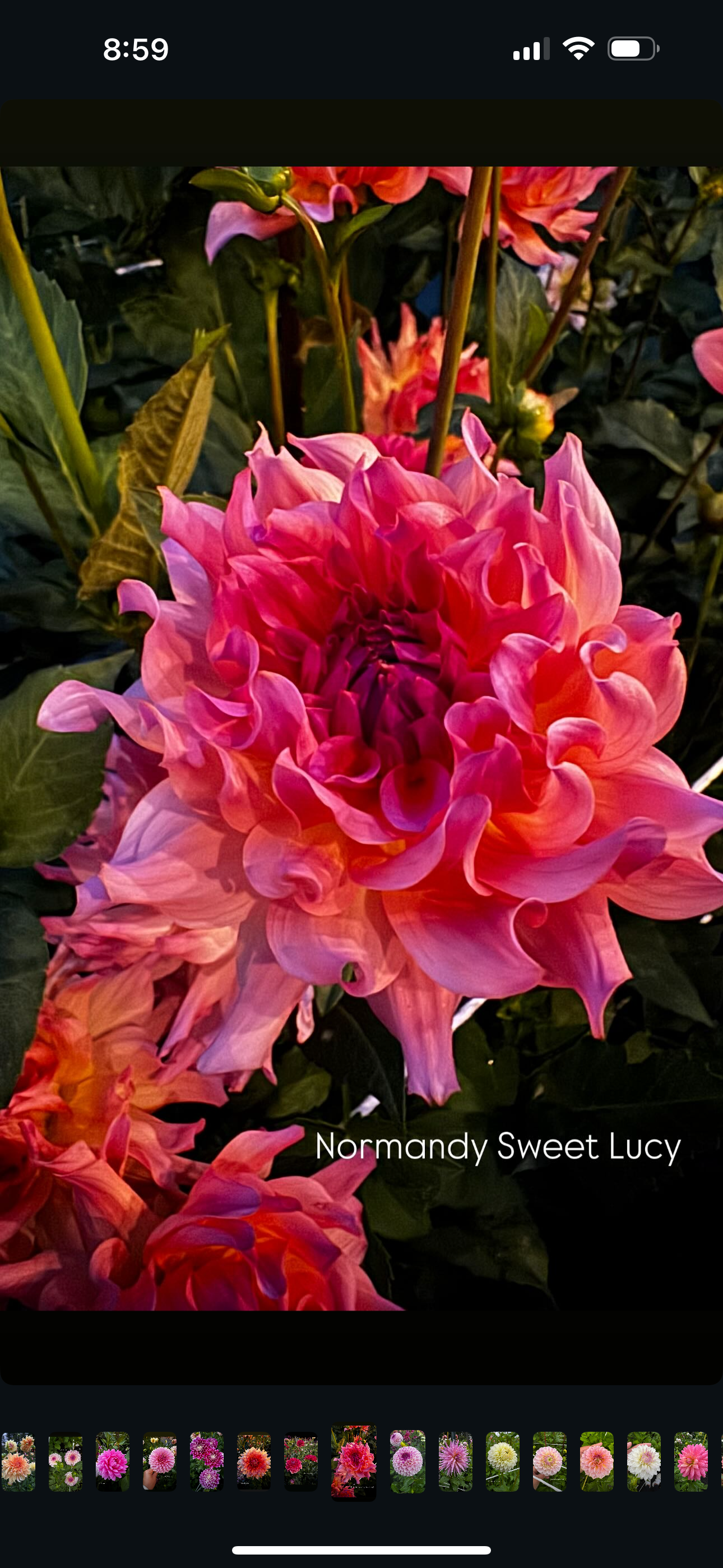Normandy Sweet Lucy Dahlia Tuber