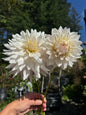 Roque Starburst Dahlia Tuber