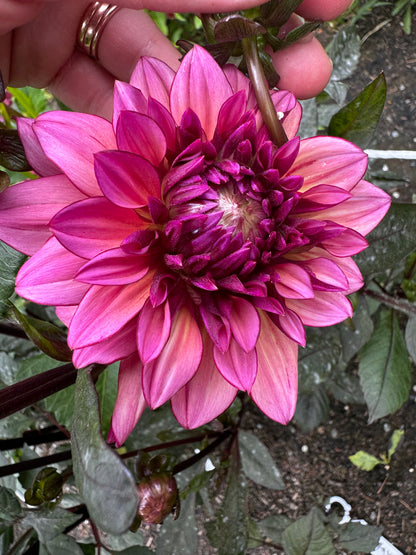 Molly Raven Dahlia Tuber Limit 1