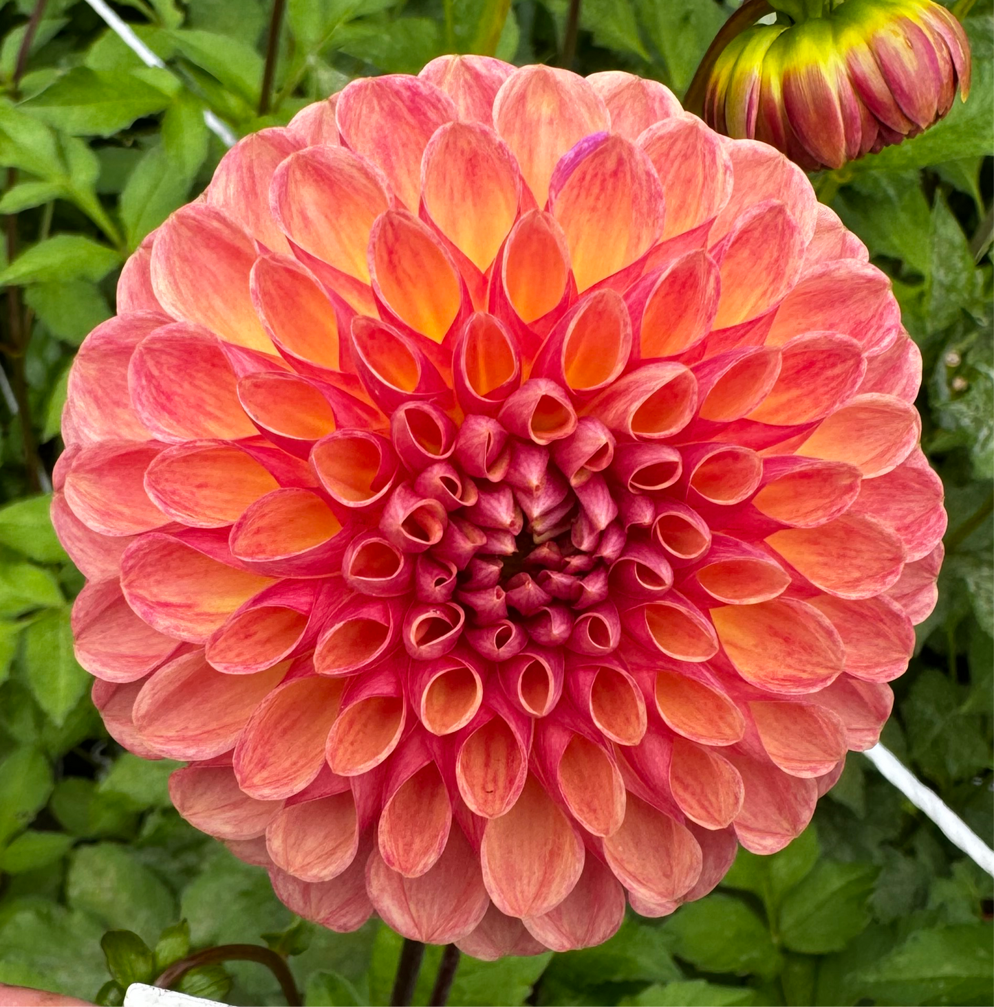 Coseytown Bounty Dahlia Tuber