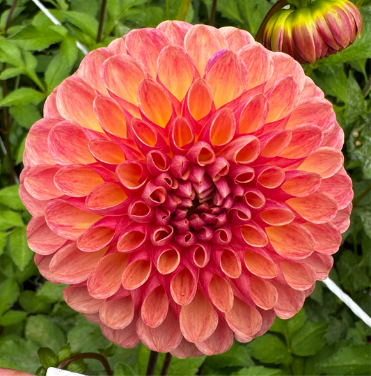 Coseytown Bounty Dahlia Tuber