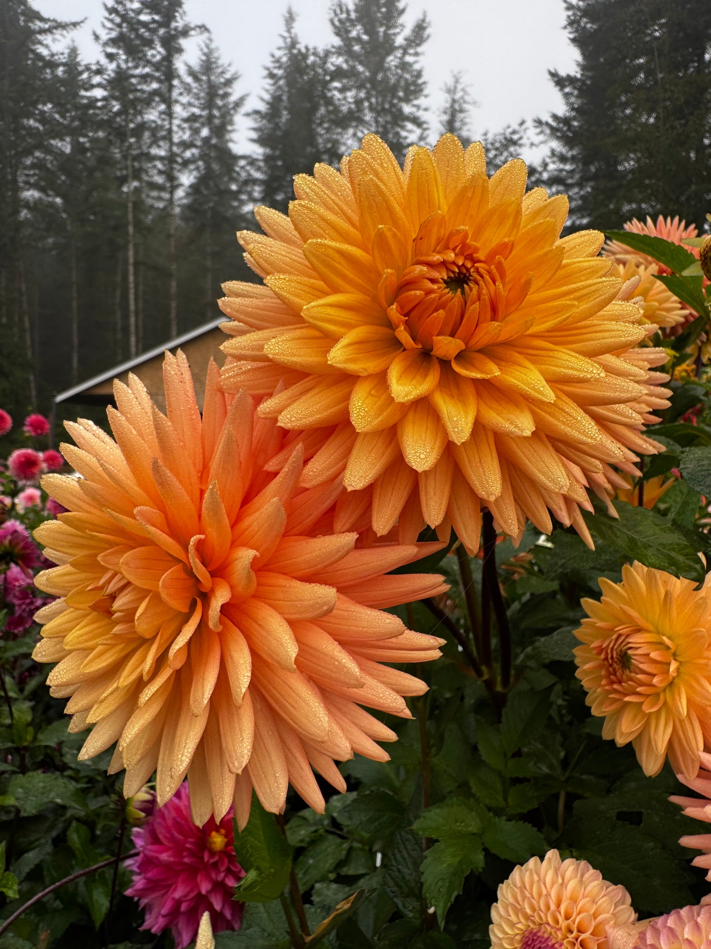 Embrace Dahlia Tuber