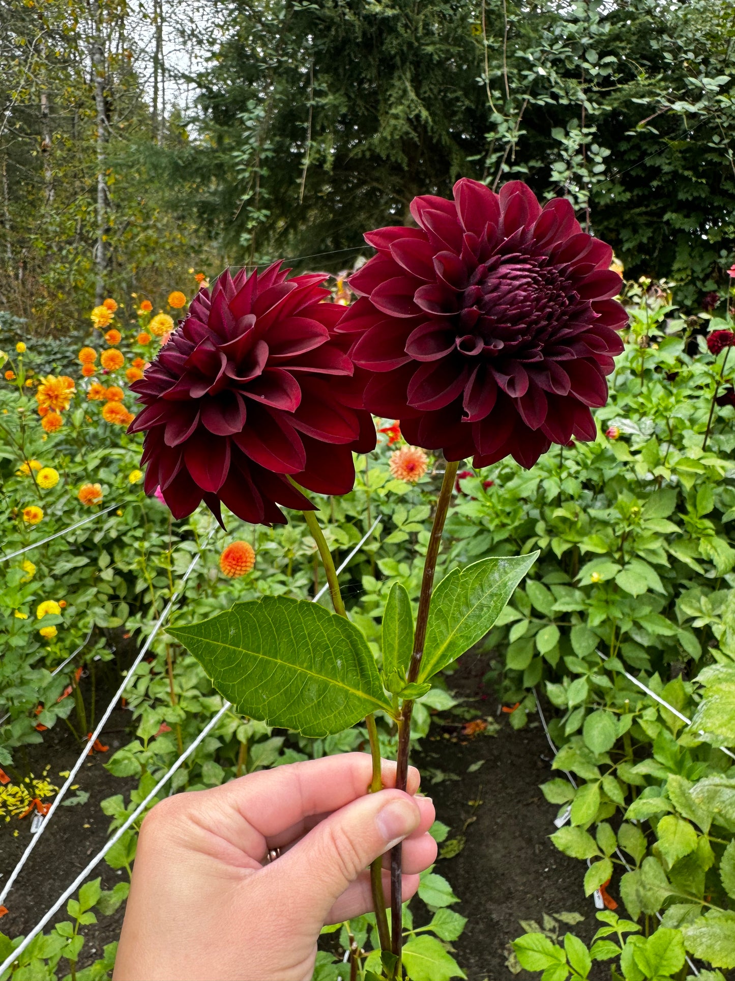 Black Satin Dahlia Tuber