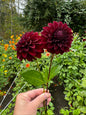 Black Satin Dahlia Tuber