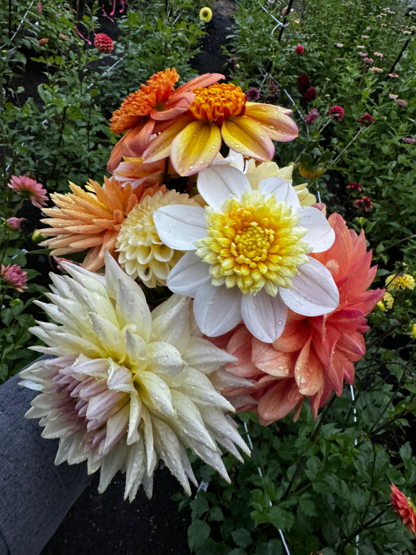 Platinum Blonde Dahlia Tuber