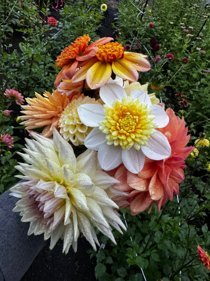 Platinum Blonde Dahlia Tuber