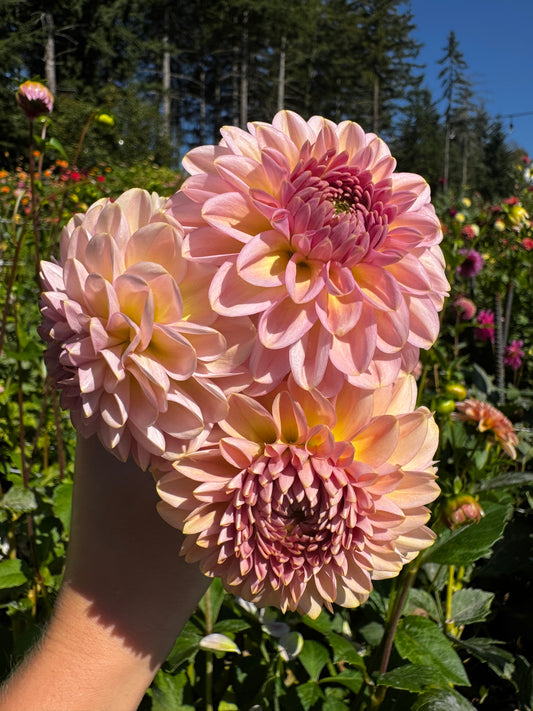 Cupcake Dahlia Tuber