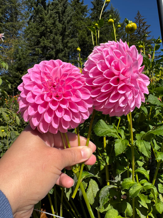 Sweet Fabienne Dahlia Tuber