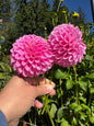 Sweet Fabienne Dahlia Tuber