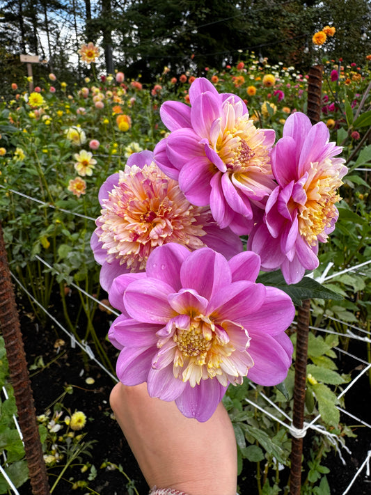 Take off Dahlia Tuber