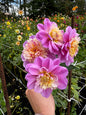 Take off Dahlia Tuber
