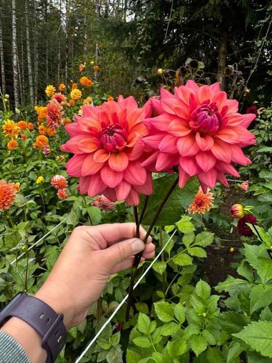 Cheers Dahlia Tuber