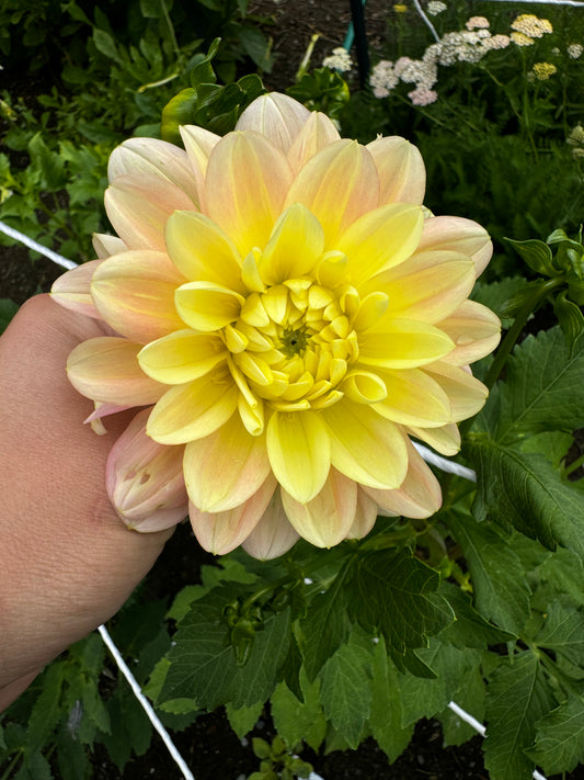 Daydreamer Dahlia Tuber