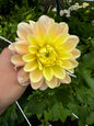 Daydreamer Dahlia Tuber