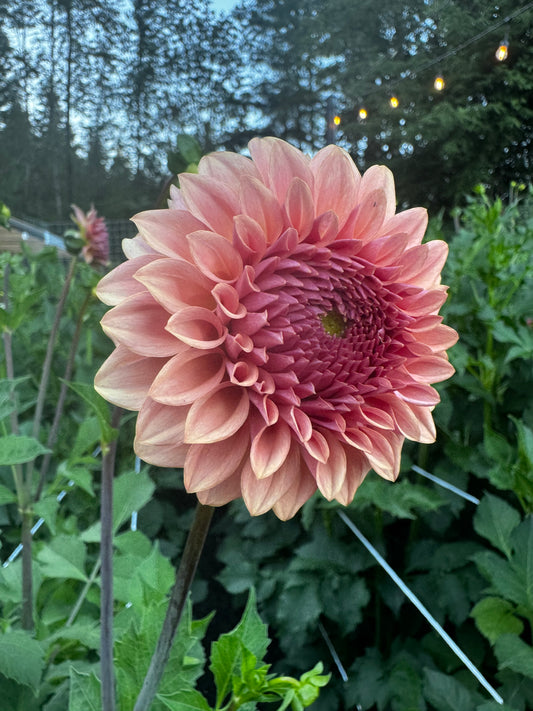 Levi’s Blue Smoke Dahlia Tuber Limit 1