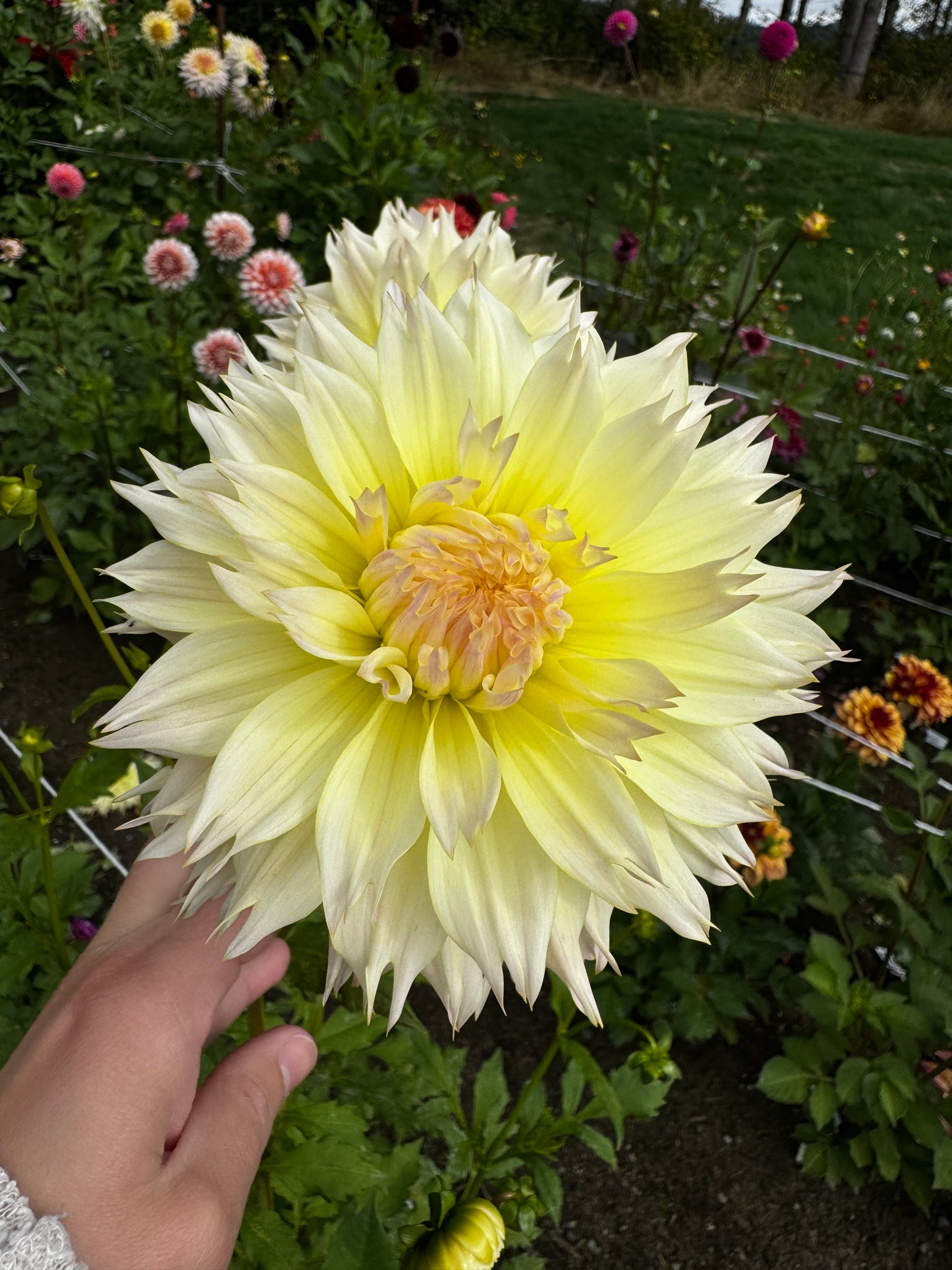 Citron Du Cap Dahlia Tuber