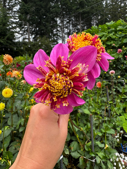 Mexico Dahlia Tuber