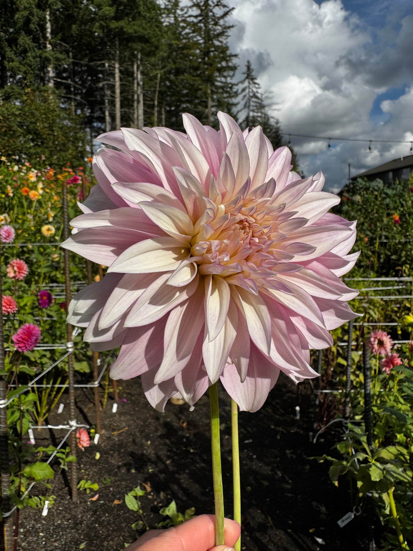 Dancin Queen Dahlia Tuber