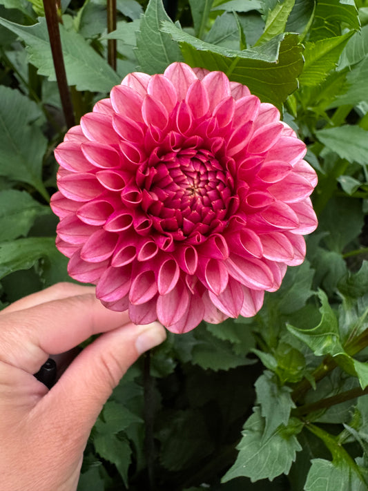 Levi’s Tomato Dahlia Tuber Limit 1