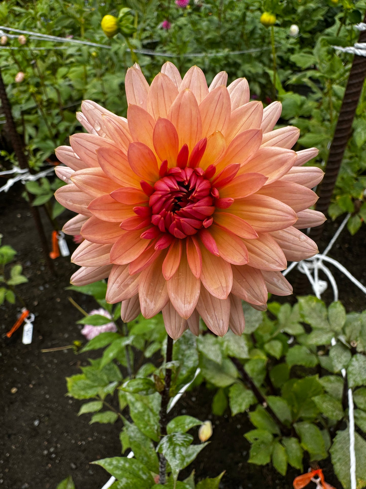Preference Dahlia Tuber