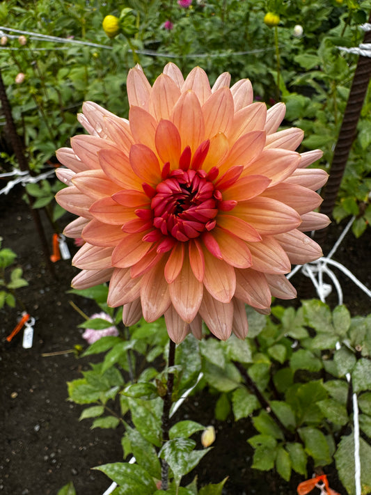 Preference Dahlia Tuber