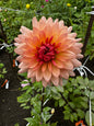 Preference Dahlia Tuber