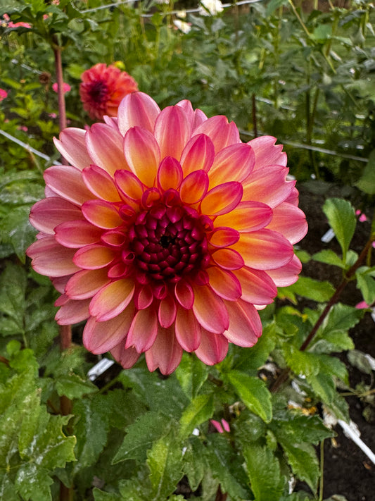 Foxy Lady Dahlia Tuber