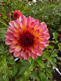 Foxy Lady Dahlia Tuber