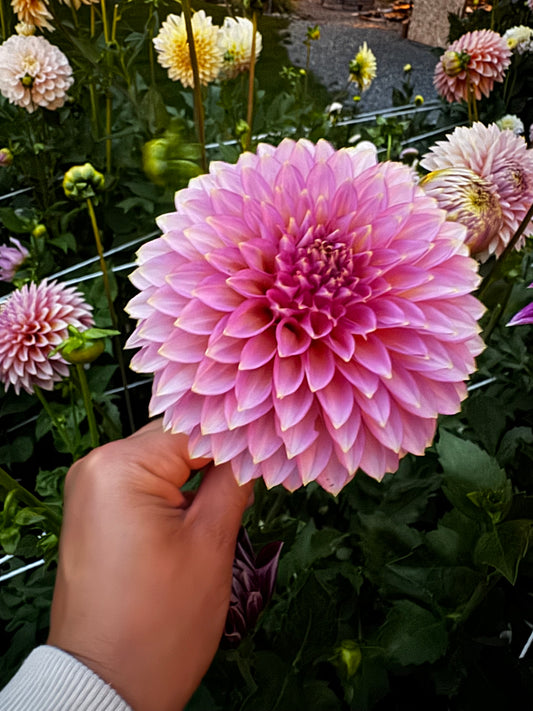 Bloomquist Mojo Dahlia Tuber