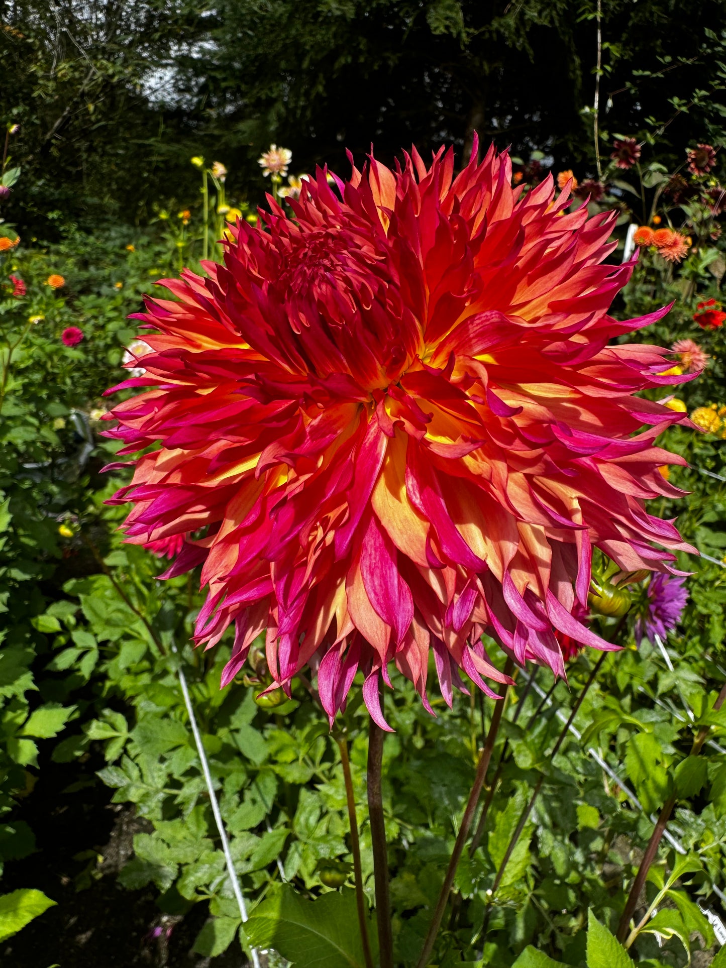 Myrtle’s Folly Dahlia Tuber