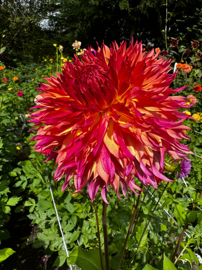 Myrtle’s Folly Dahlia Tuber