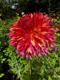 Myrtle’s Folly Dahlia Tuber