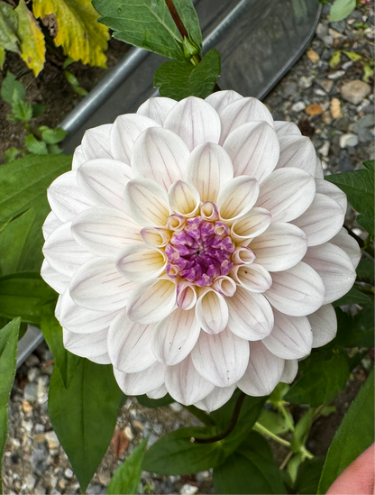 Last Dance Dahlia Tuber