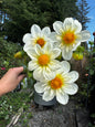 Alpen Cherub Dahlia Tuber