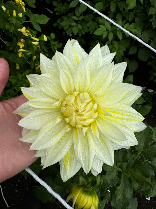 La Luna Dahlia Tuber