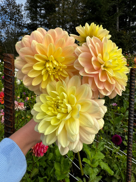 Daydreamer Dahlia Tuber
