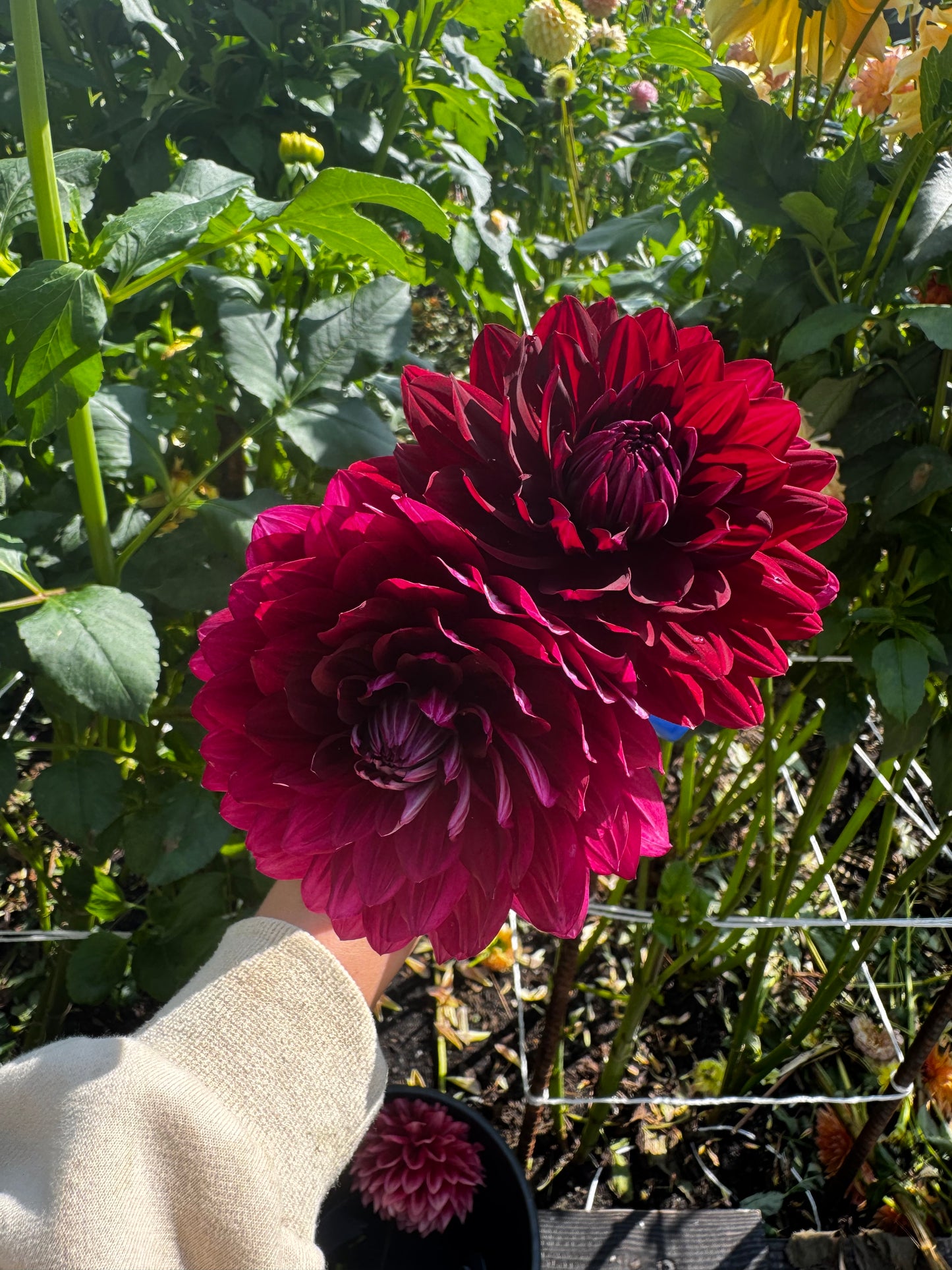 Hollyhill Black Widow Dahlia Tuber