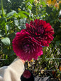 Hollyhill Black Widow Dahlia Tuber