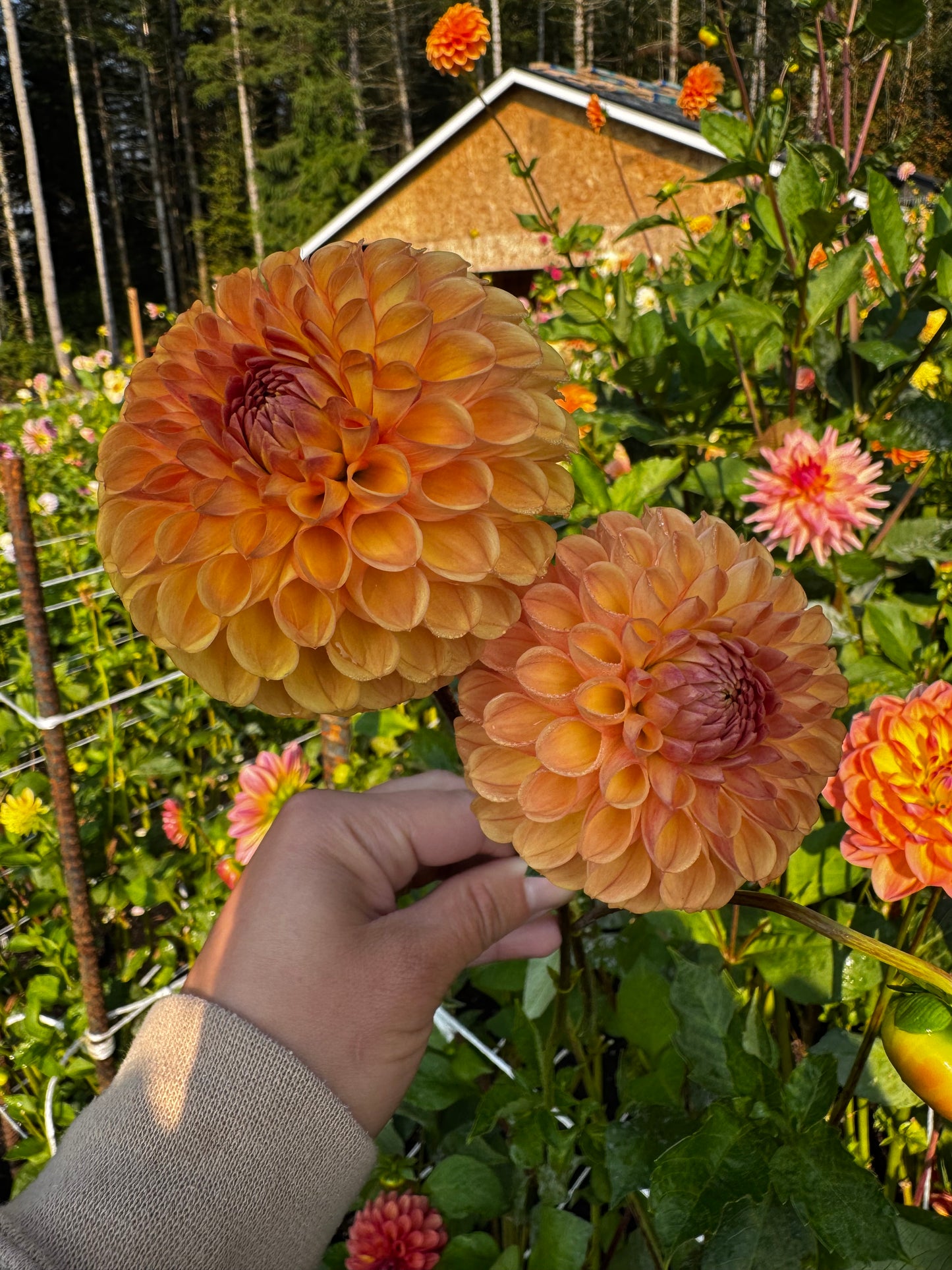 Jomanda Dahlia Tuber