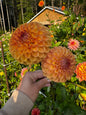 Jomanda Dahlia Tuber