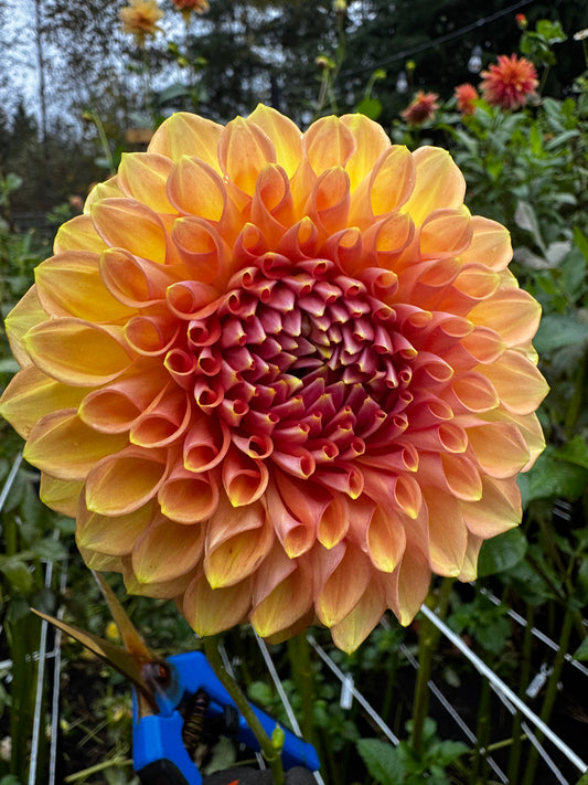 RM Summer Haze Dahlia Tuber Limit 1